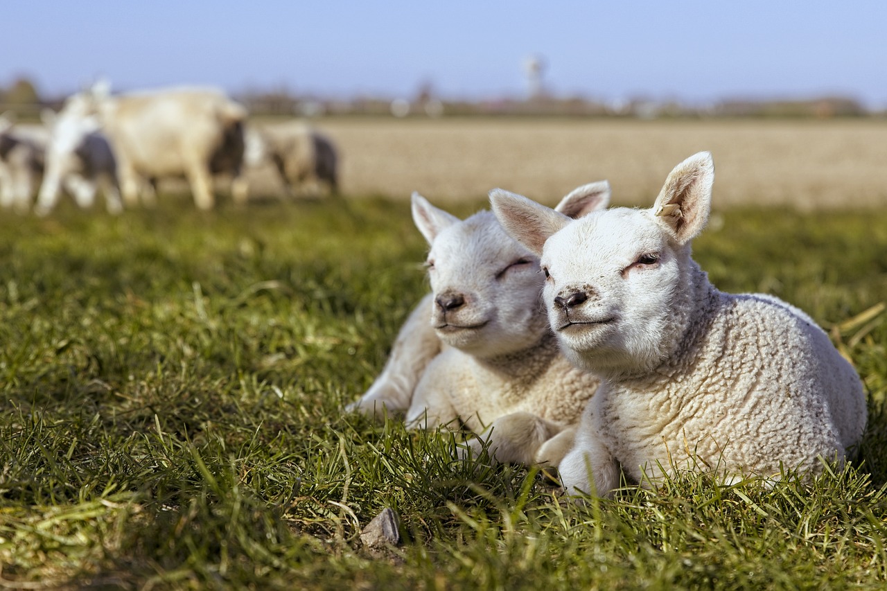 lambs-5074385_1280